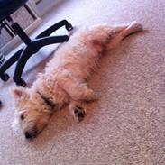 West highland white terrier House of Hunters' Simply Sabia (Charlie)