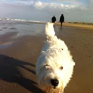 West highland white terrier House of Hunters' Simply Sabia (Charlie)
