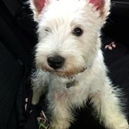West highland white terrier House of Hunters' Simply Sabia (Charlie)