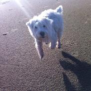 West highland white terrier House of Hunters' Simply Sabia (Charlie)