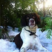 Kleiner münsterländer Max