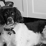 Kleiner münsterländer Max