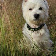 West highland white terrier Viktor