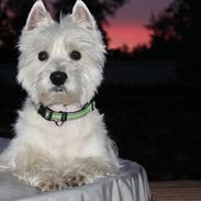 West highland white terrier Viktor
