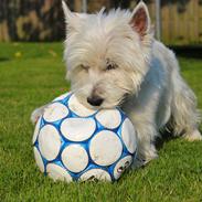 West highland white terrier Viktor