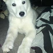 Hvid schæfer Møffe