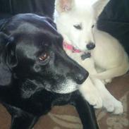 Hvid schæfer Møffe