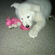 Hvid schæfer Møffe