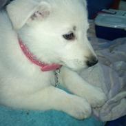 Hvid schæfer Møffe