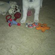 Hvid schæfer Møffe