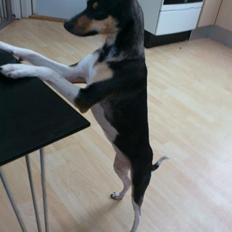 Dansk svensk gaardhund Laika