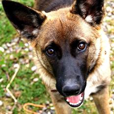 Blanding af racer Malou "Mulle"