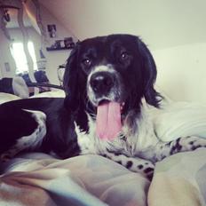 Engelsk springer spaniel Malthe