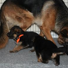 Schæferhund *Bosco*