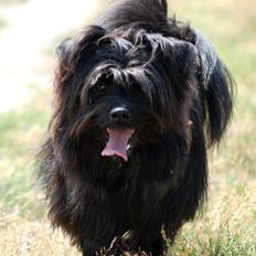 Blanding af racer Bamse
