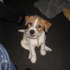 Parson russell terrier Albert *Anton*