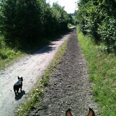 Blanding af racer Asta