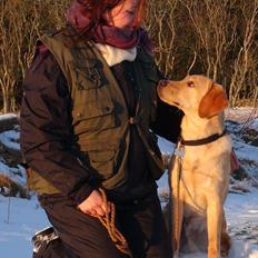 Labrador retriever Kado Jackpot