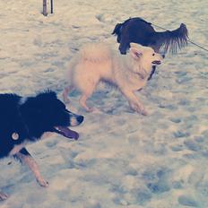 Blanding af racer Angel