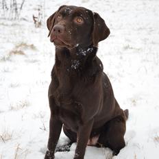 Labrador retriever Cocio