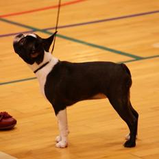 Boston terrier Beautiful Aya vom Greifenring