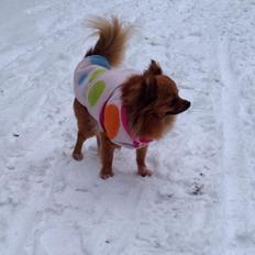 Blanding af racer Kaya