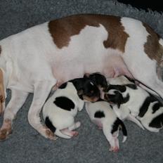 Dansk svensk gaardhund Red Robin Magic Mambo