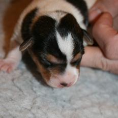 Dansk svensk gaardhund Red Robin Magic Mambo