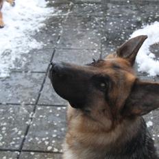 Schæferhund Ara
