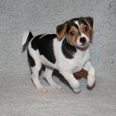 Dansk svensk gaardhund Red Robin Magic Mambo