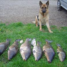 Schæferhund Ara