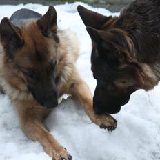 Schæferhund Ara