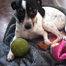 Dansk svensk gaardhund Bella