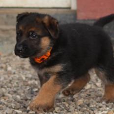 Schæferhund *Bosco*