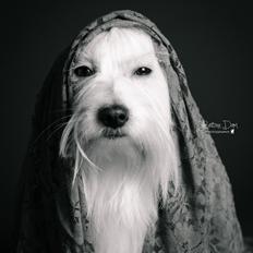 Coton de tulear Jegums Princess Becca