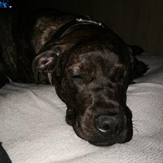 Blanding af racer Tyson