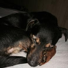 Blanding af racer Rambo