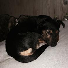 Blanding af racer Rambo