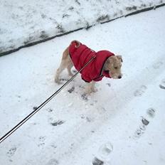 Ruhåret foxterrier Foxy