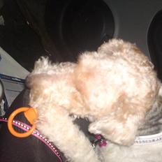 Ruhåret foxterrier Foxy