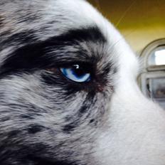 Border collie Gawain's Connection Point (Amy)