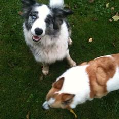 Border collie Gawain's Connection Point (Amy)