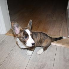 Welsh corgi cardigan Mille