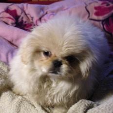 Blanding af racer Beauty