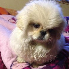 Blanding af racer Beauty