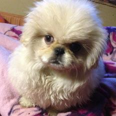 Blanding af racer Beauty