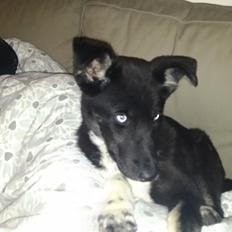 Blanding af racer Nala