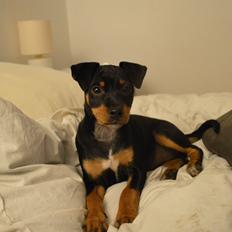 Blanding af racer Lilly