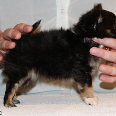 Chihuahua DKCH Frk Kvistes DeeDee the DramaQueen