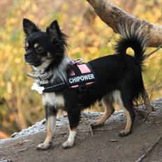 Chihuahua DKCH Frk Kvistes DeeDee the DramaQueen